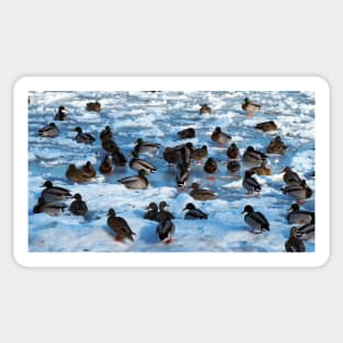 Mallard Ducks Sitting In The Snow Sticker